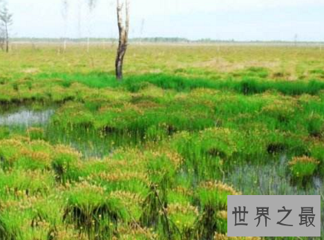 中国最美十大湿地，湿地竟然危机重重？