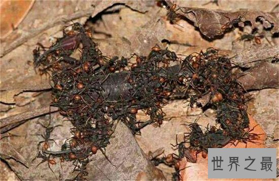 食人蚁虽然身长只有一厘米，但却是非洲凶猛的动物