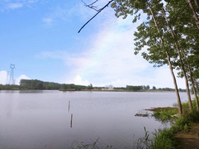 ​苏北最常见的树就是意杨，为什么苏北地区都喜欢种植这种树