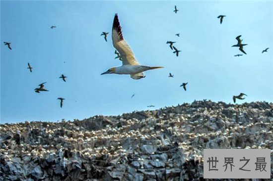 世界上跑的最快的动物排行榜出炉,草原霸王竟然仅排第九位!