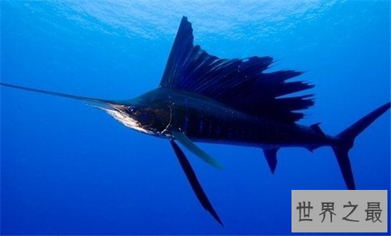 世界上跑的最快的动物排行榜出炉,草原霸王竟然仅排第九位!