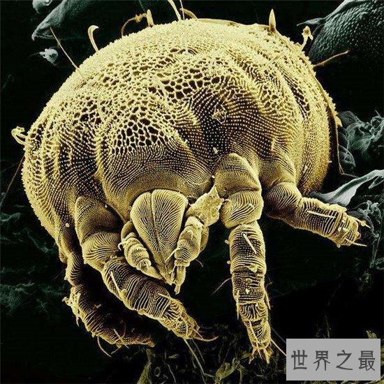 世界上跑的最快的动物排行榜出炉,草原霸王竟然仅排第九位!