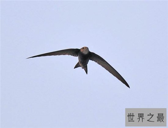 世界上跑的最快的动物排行榜出炉,草原霸王竟然仅排第九位!