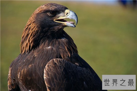 世界上跑的最快的动物排行榜出炉,草原霸王竟然仅排第九位!