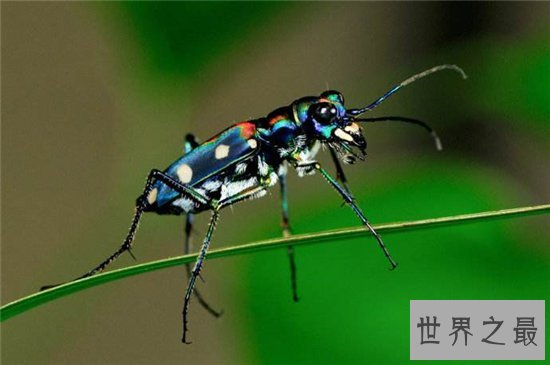 世界上跑的最快的动物排行榜出炉,草原霸王竟然仅排第九位!