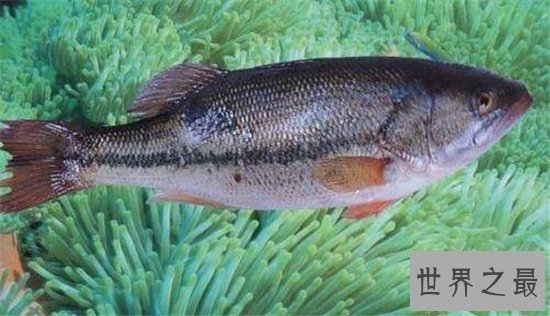 世界上跑的最快的动物排行榜出炉,草原霸王竟然仅排第九位!