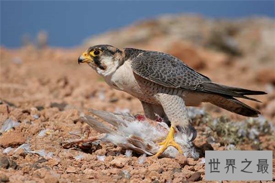 世界上跑的最快的动物排行榜出炉,草原霸王竟然仅排第九位!