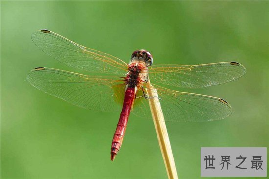 世界上跑的最快的动物排行榜出炉,草原霸王竟然仅排第九位!