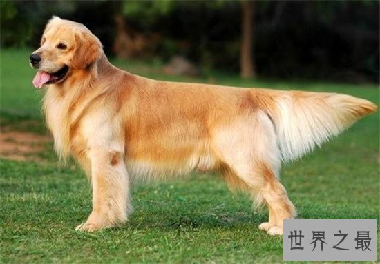 最聪明的狗前十名,边境牧羊犬智商相当于八岁孩子