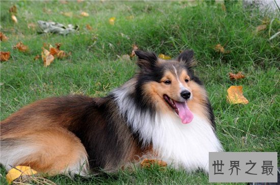 最聪明的狗前十名,边境牧羊犬智商相当于八岁孩子