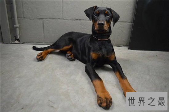 最聪明的狗前十名,边境牧羊犬智商相当于八岁孩子