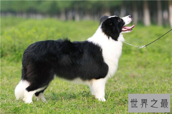 最聪明的狗前十名,边境牧羊犬智商相当于八岁孩子