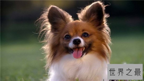 最聪明的狗前十名,边境牧羊犬智商相当于八岁孩子