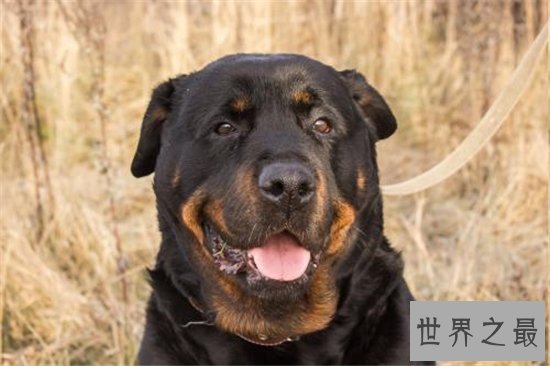 最聪明的狗前十名,边境牧羊犬智商相当于八岁孩子