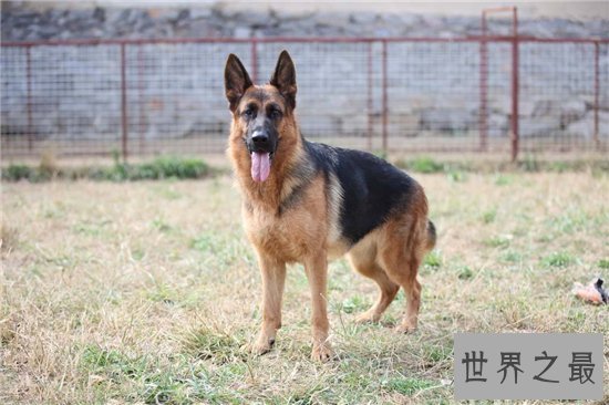 最聪明的狗前十名,边境牧羊犬智商相当于八岁孩子