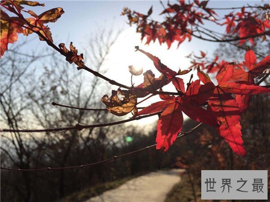 国内十大赏枫胜地，盘点中国枫叶最美的那些地方！