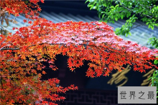 国内十大赏枫胜地，盘点中国枫叶最美的那些地方！