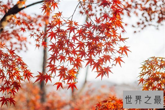 国内十大赏枫胜地，盘点中国枫叶最美的那些地方！