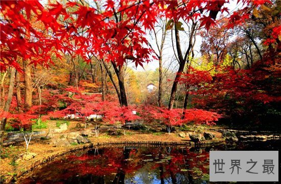 国内十大赏枫胜地，盘点中国枫叶最美的那些地方！