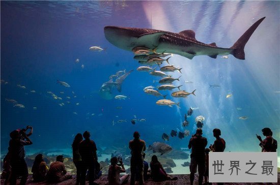 世界十大水族馆排名,盘点世界上那些著名的水族馆