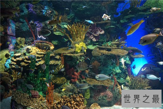 世界十大水族馆排名,盘点世界上那些著名的水族馆