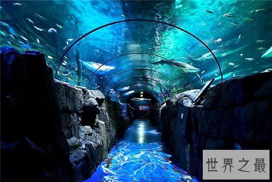 世界十大水族馆排名,盘点世界上那些著名的水族馆