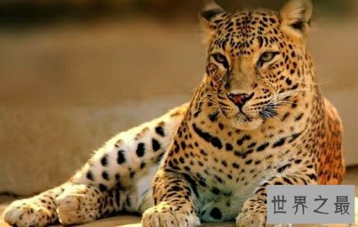 ​世界上速度最快的动物排行，竟然比人跑的都快。