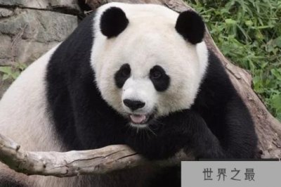 ​世界十大濒危动物 大熊猫和老虎上榜