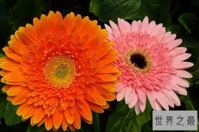 ​世界上十大最美丽花朵：或清丽或妖娆 有你喜欢的花上榜吗