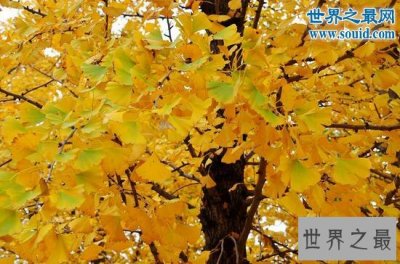 ​我国珍稀植物，比恐龙历史还长的中国独有树种