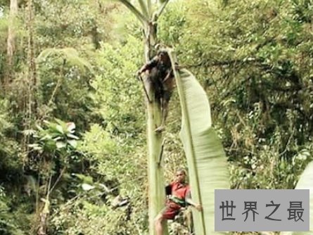 世界上最大的香蕉，一个人根本不够吃。