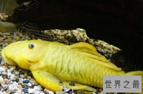 24K黄金达摩是什么鱼？一起来了解下它们吧！