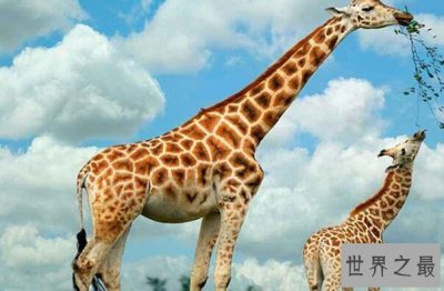 ​世界十大最高的哺乳动物排名 河马仅第十,长颈鹿