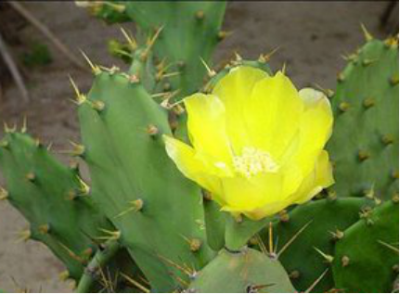 ​仙人掌能防辐射吗 仙人掌真的能防辐射吗？