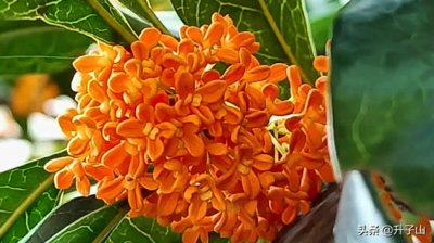 ​桂花茶的制作方法（桂花茶是如何制作的）