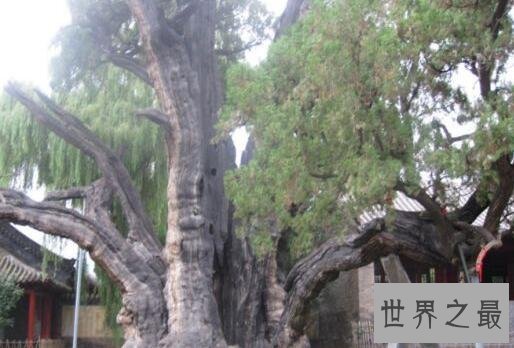 中国十大名树 最大树龄可达5000多年