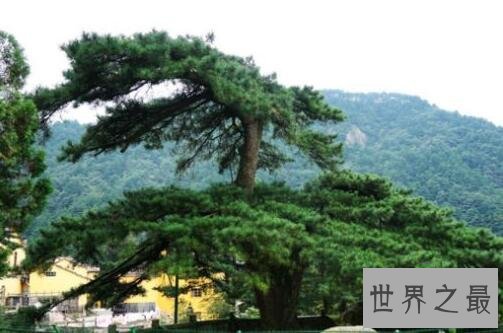 中国十大名树 最大树龄可达5000多年