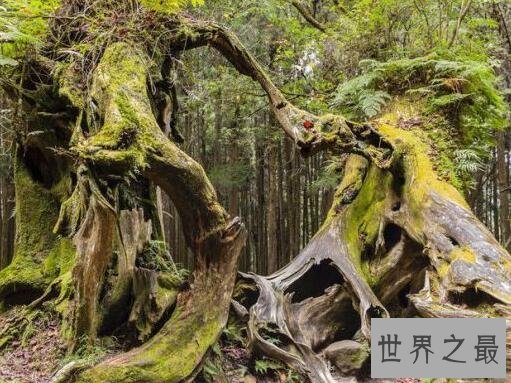 中国十大名树 最大树龄可达5000多年