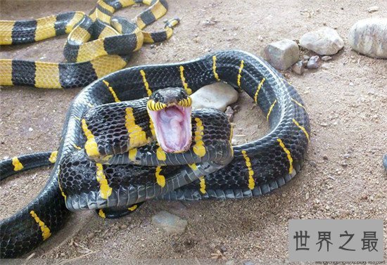 广东十大毒蛇排名，金环蛇竟然能一口咬死一只三百斤的牛