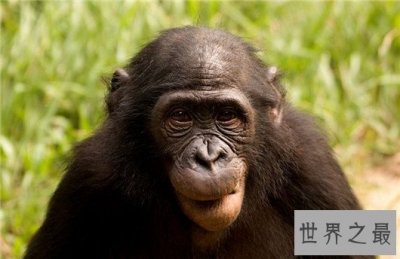 ​盘点动物界的十大奇葩恋简直不能看，同性恋比异性恋还普遍