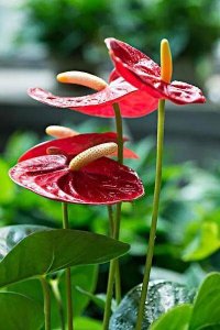 ​红掌的花为什么枯萎了 红掌放哪里最旺财