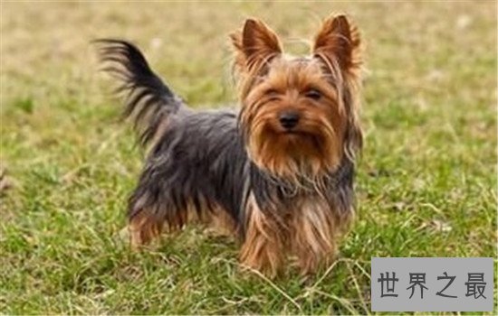 世界上最小的十大狗品种，排名第一的可以揣进口袋