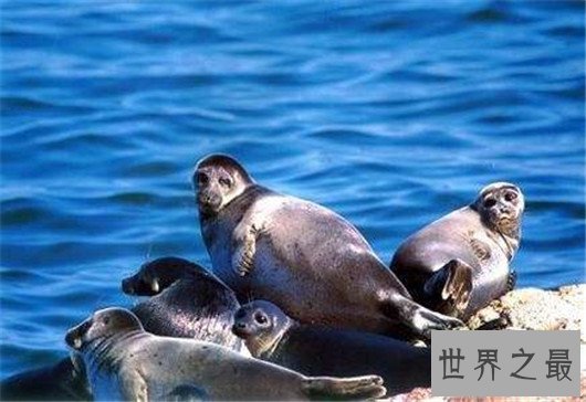世界上最小的海豹，贝加尔海豹体长1米，是唯一生活在湖泊中的海豹