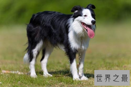 十个不养边牧的理由，第一条尤为重要。