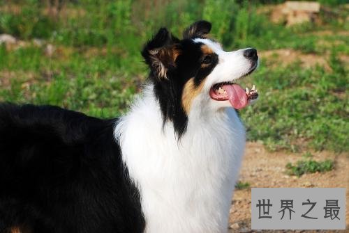 十个不养边牧的理由，第一条尤为重要。