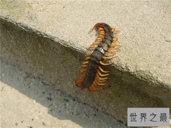 金头蜈蚣具有很高的药用价值，民间传说曾救过蜈蚣神