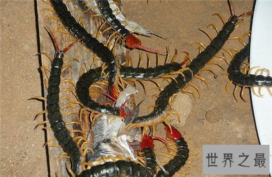 金头蜈蚣具有很高的药用价值，民间传说曾救过蜈蚣神