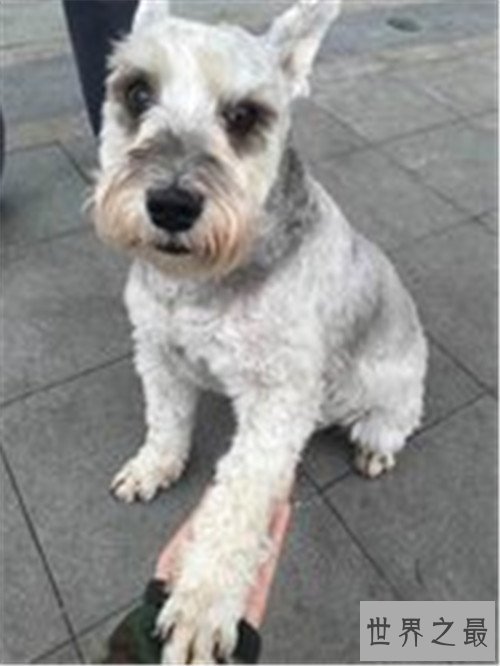 十大家庭犬排名，你是不是也想养一只小可爱呢