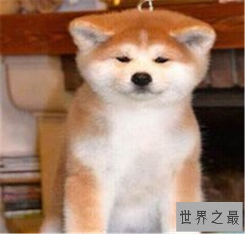 十大家庭犬排名，你是不是也想养一只小可爱呢