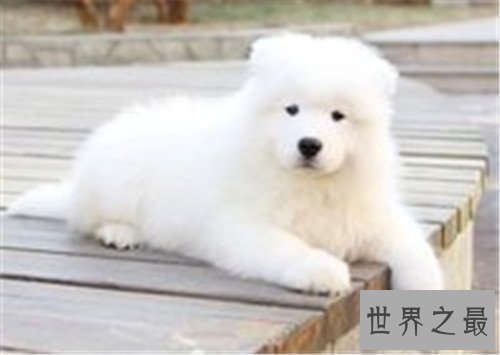 十大家庭犬排名，你是不是也想养一只小可爱呢